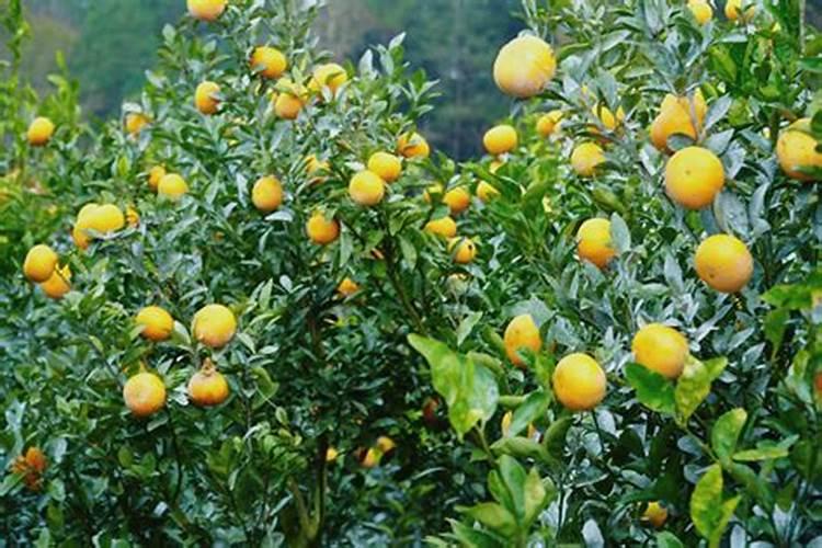 预防茂谷柑裂果落果有技巧