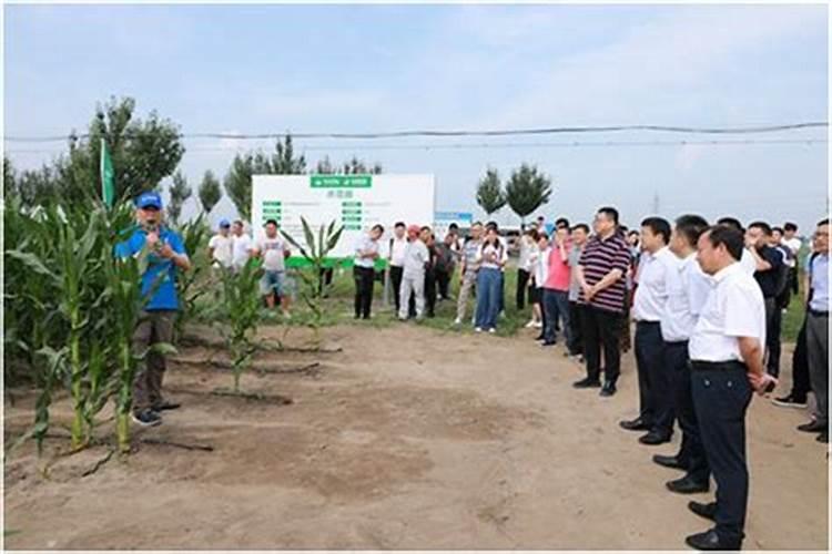 大葱用什么水溶肥效果好？大葱专用肥是什么肥料？