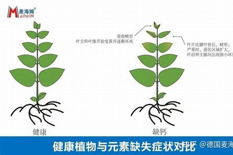 【养花必看】园艺小知识(19)——中量元素肥