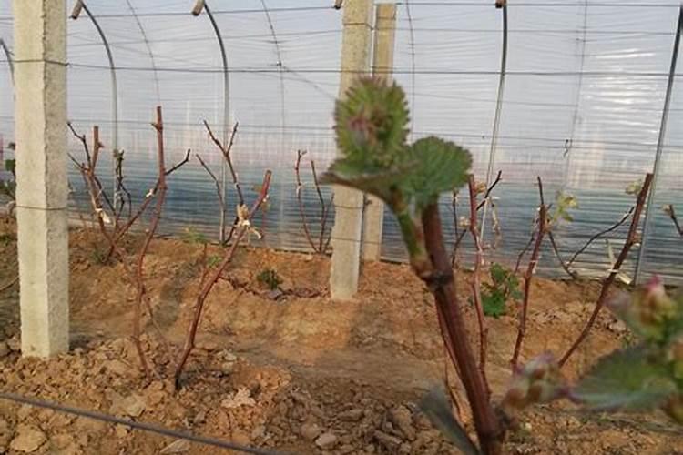 青州蜜桃多少钱一斤