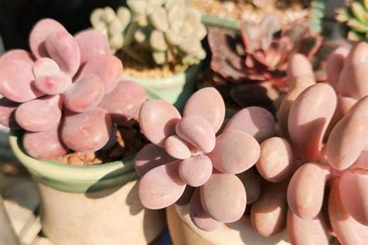 多肉开花了怎么施肥 药渣不要浪费