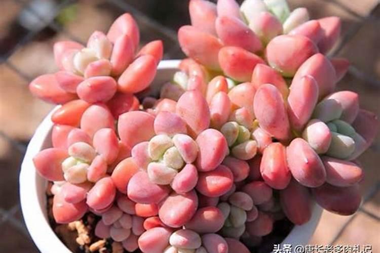 磷肥可以养多肉吗