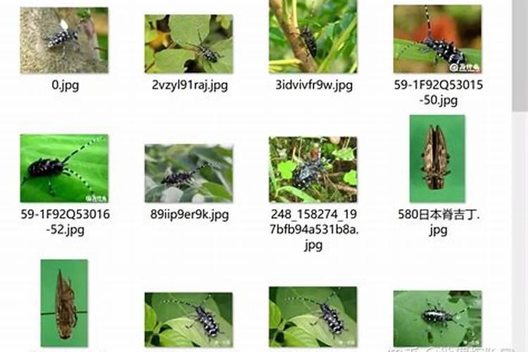 水稻钾肥什么时间施