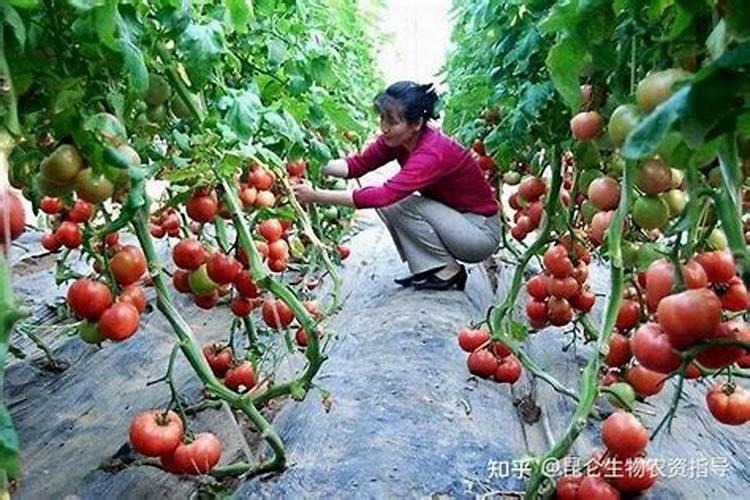 种水稻用什么钾肥