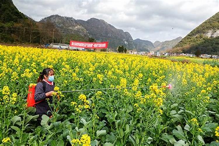 油菜要打几次硼肥