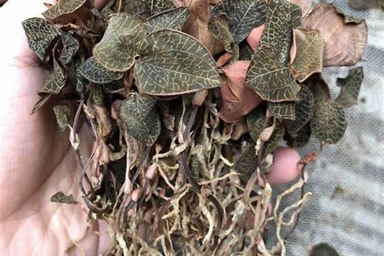 金线莲怎么施肥 用什么肥料好