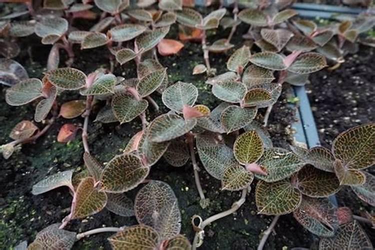 农博金草金线莲种植叶子较小可以追肥磷酸肥吗？