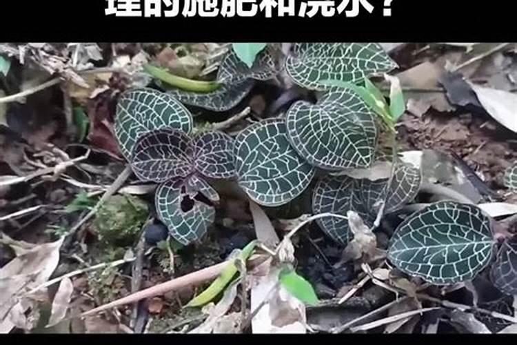 金线莲施什么肥料最好:有那几种肥料？