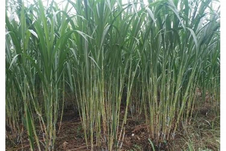 氮肥和磷肥还有钾肥,哪一种肥料对植物的生长好处最大呢