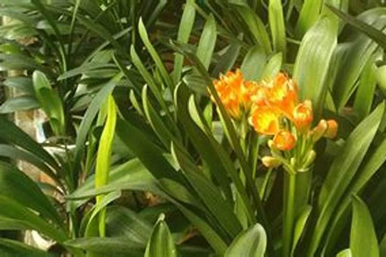 君子兰刚栽上几天能施肥？