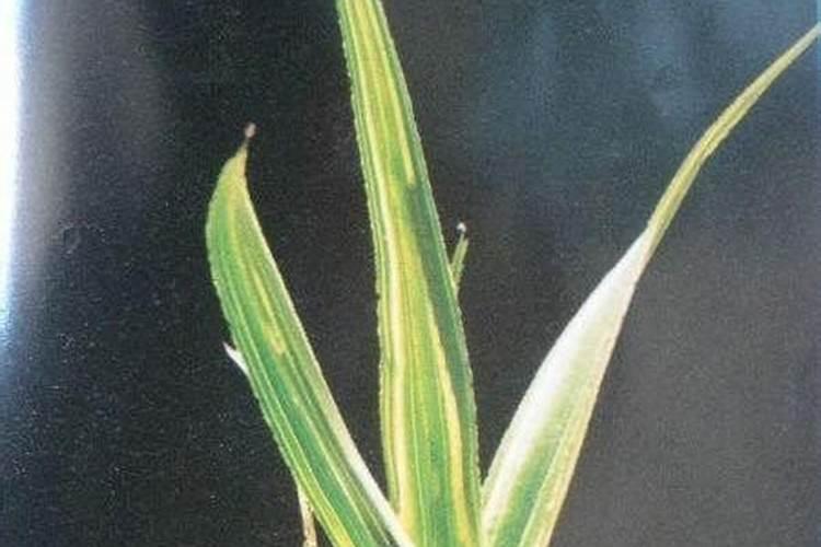 兰花施什么肥好