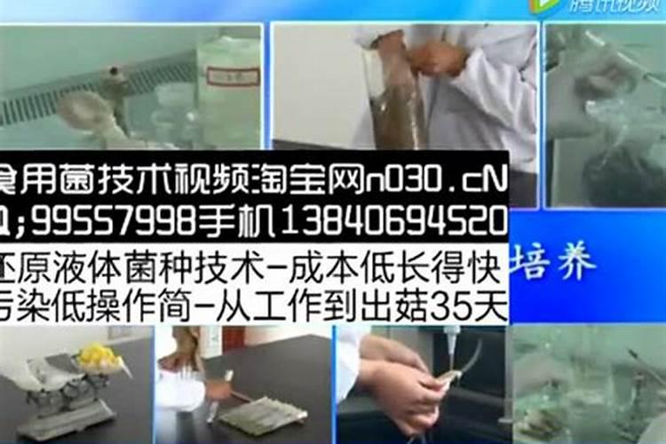 在家怎么种植口蘑 口蘑家庭养法