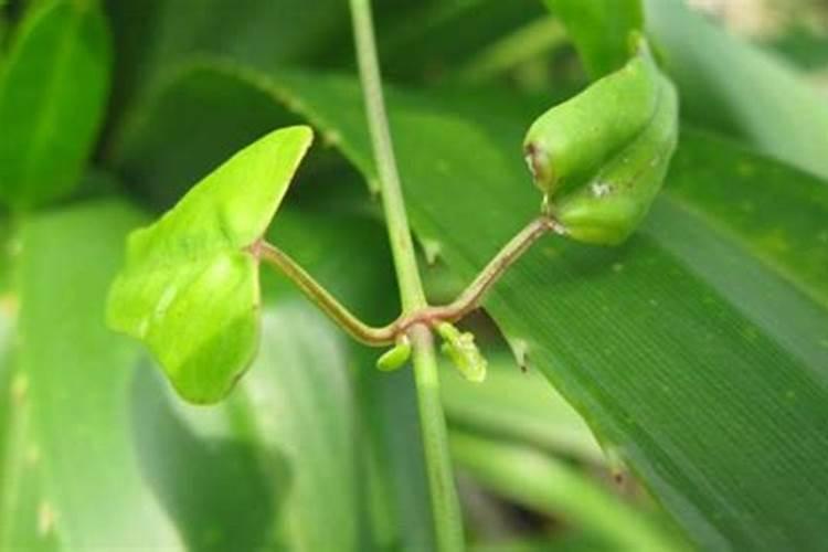 世界知名的四大红茶是哪四种茶