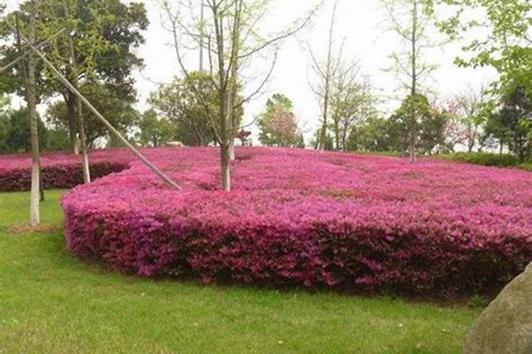 有机肥料有哪些种类 常用的有机肥可以分哪几种