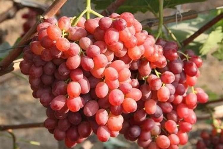 葡萄树怎样浇水