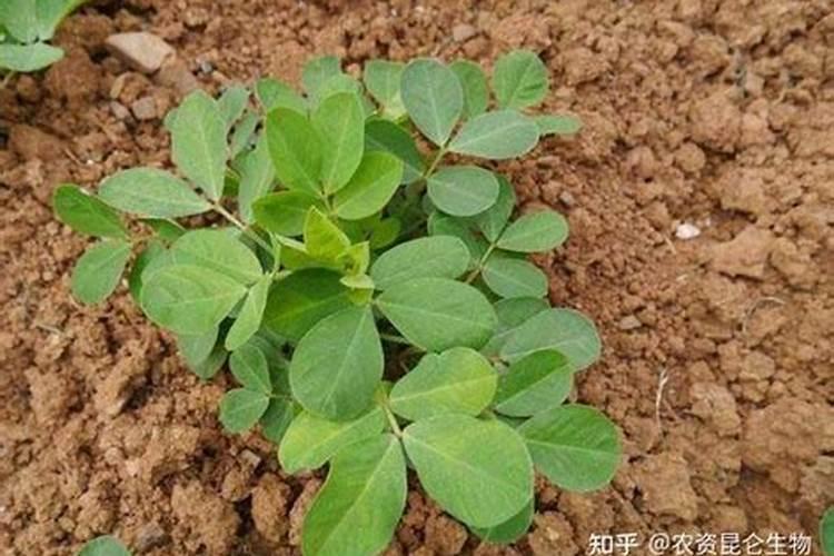 花生追施叶面肥好吗？叶面肥怎么用效果好？叶面肥多少钱一袋？