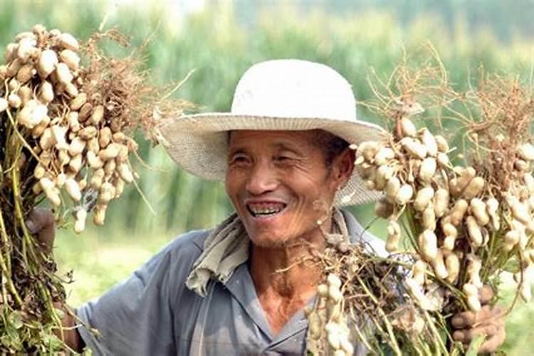 花生用什么叶面肥好