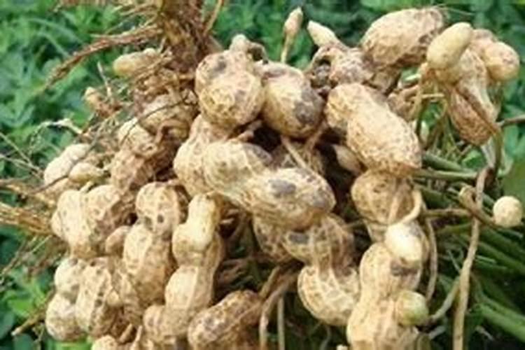 花生苗期喷施什么叶面肥