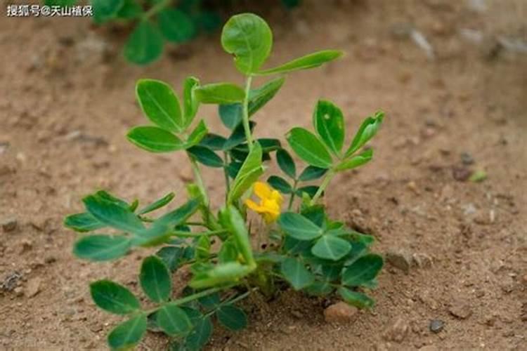 花生用什么叶面肥好 花生施肥注意事项