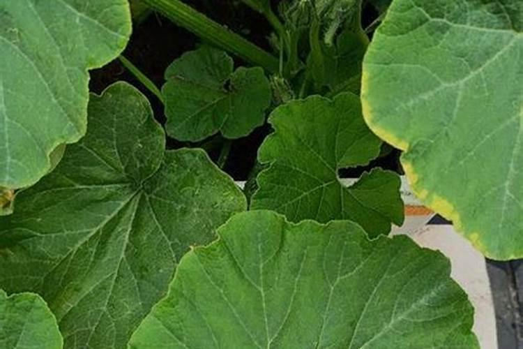 哈密瓜怎么打叉掐尖