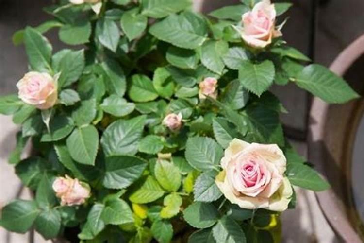 圣女果大棚种植利润