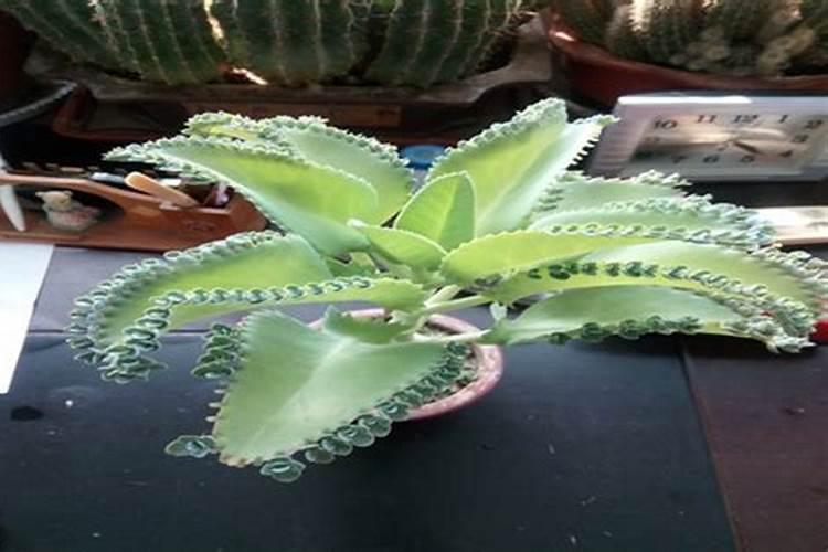 如何利用植物生长调节剂调节花卉花期、催花、促花？