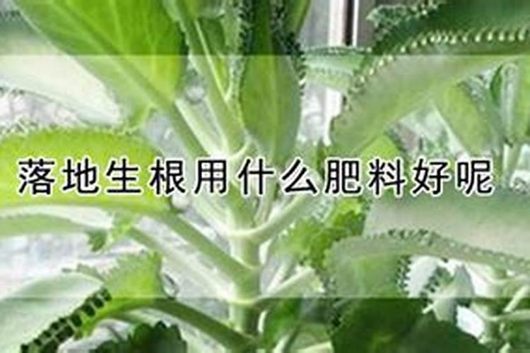 落地生根的风水禁忌