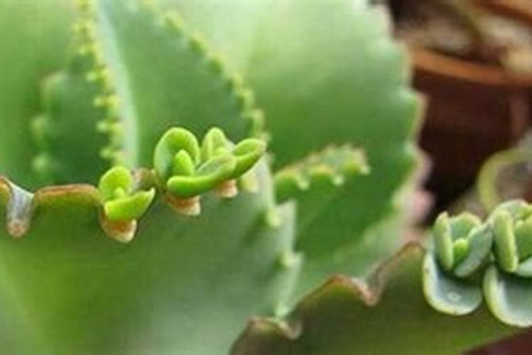 落地生根用什么肥料好呢