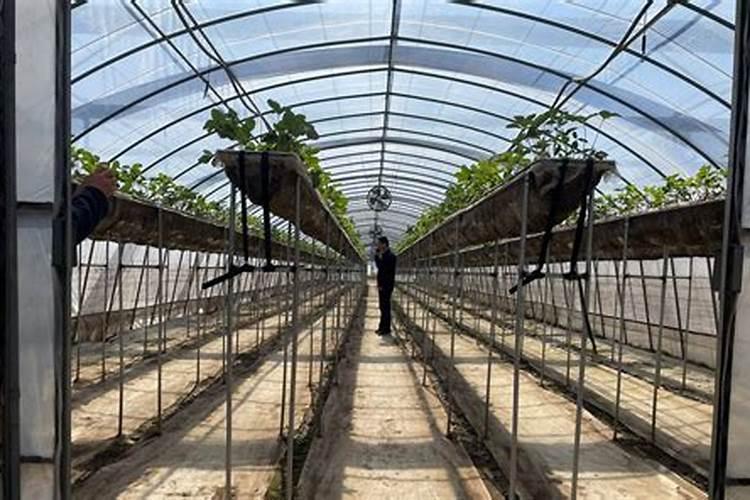 夏季种植高产香菜的关键管理要点 香菜怎么施肥