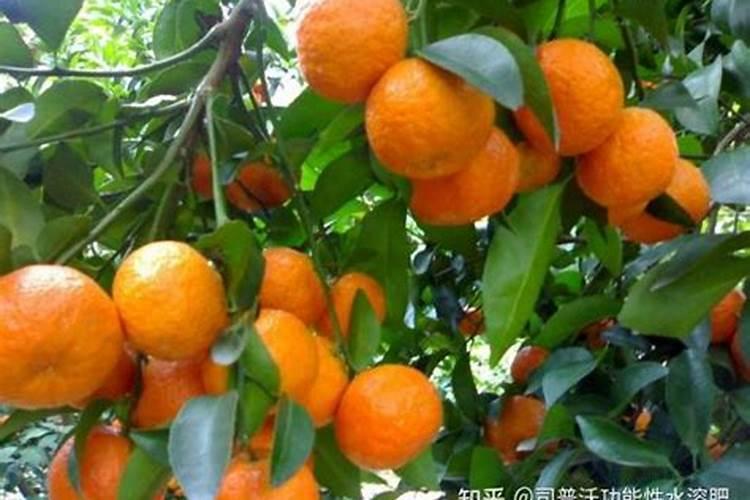 荔枝施什么肥料最好