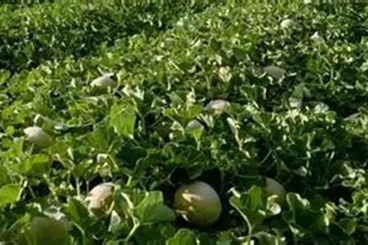 红薯追肥用什么肥料好