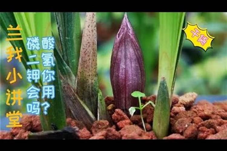 关于兰花的问题