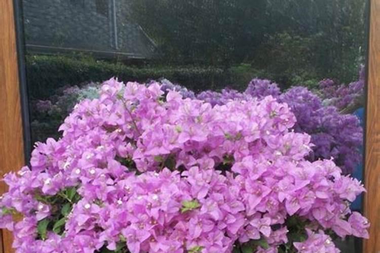 三角梅如何养护叶片花朵很鲜艳