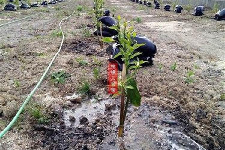 种植花生磷肥的正确方法