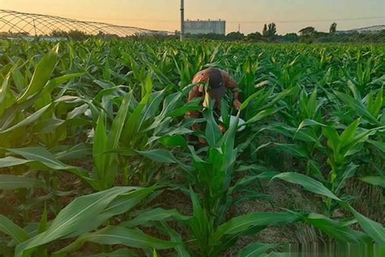 苞米叶面肥喷几遍最好？