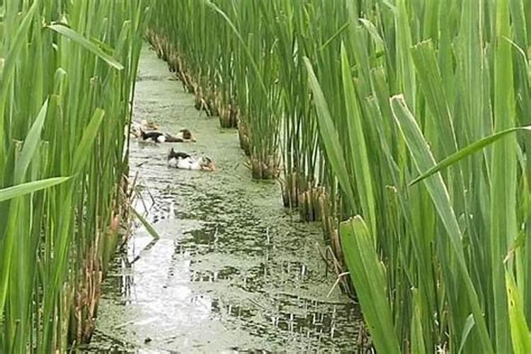 矿源黄腐酸钾怎么使用？土壤问题怎么改良？