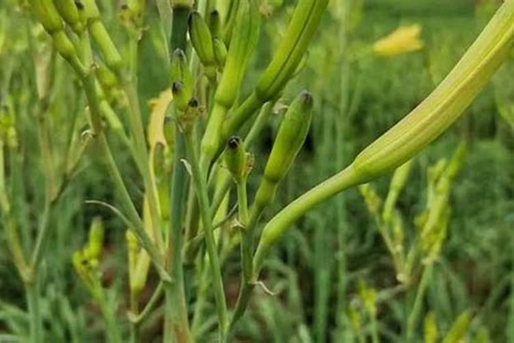 叶面肥浓度过大有害吗