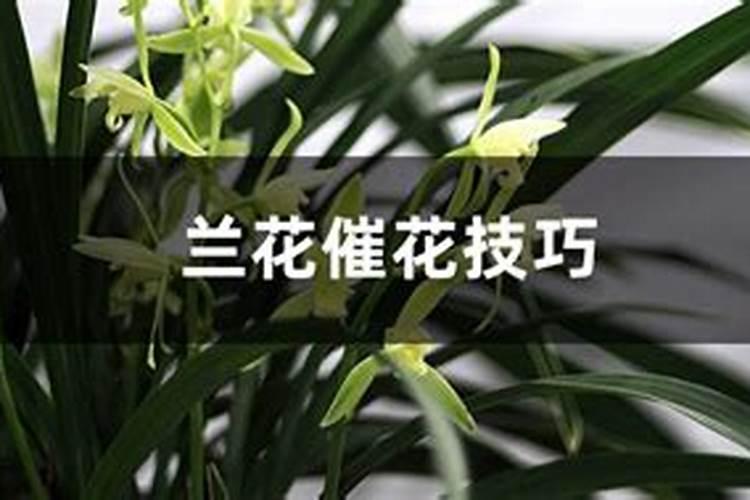 兰草花用什么肥料最好 兰花施什么肥料才能开花