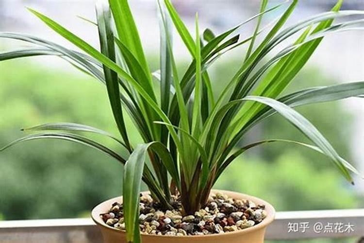 兰花放什么肥料开花最旺