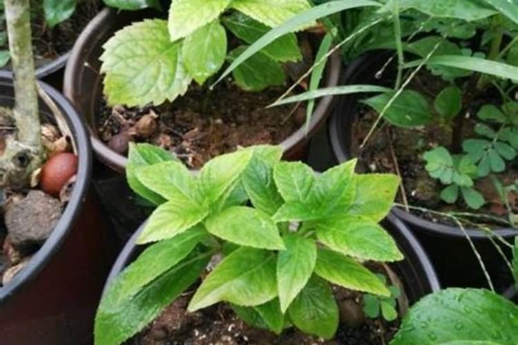 花椒树上什么肥料