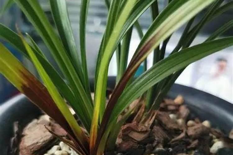 东北冬季蔬菜大棚种菜 东北种植什么蔬菜