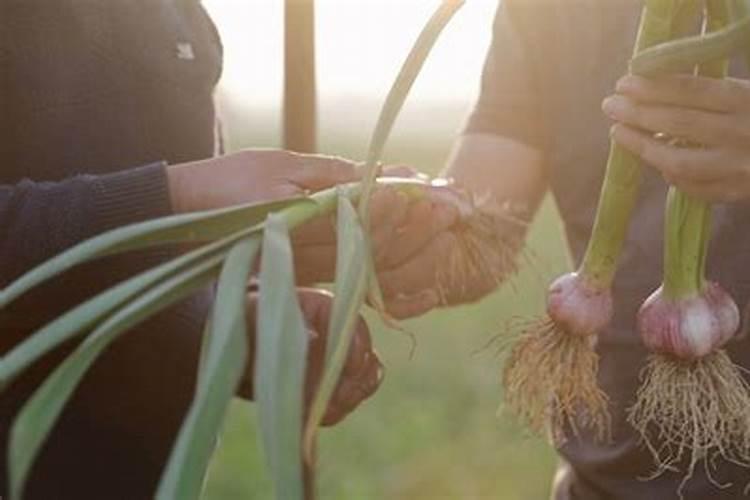 迈加美水溶肥是进口的吗
