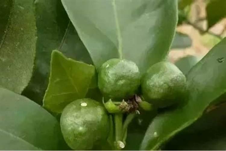 种苹果树需要每年都用硼和锌吗？