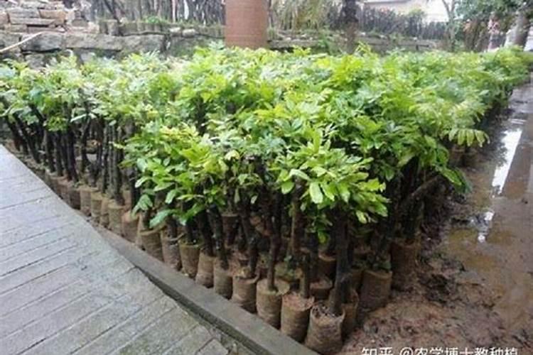 江苏龙眼的施肥标准是什么？