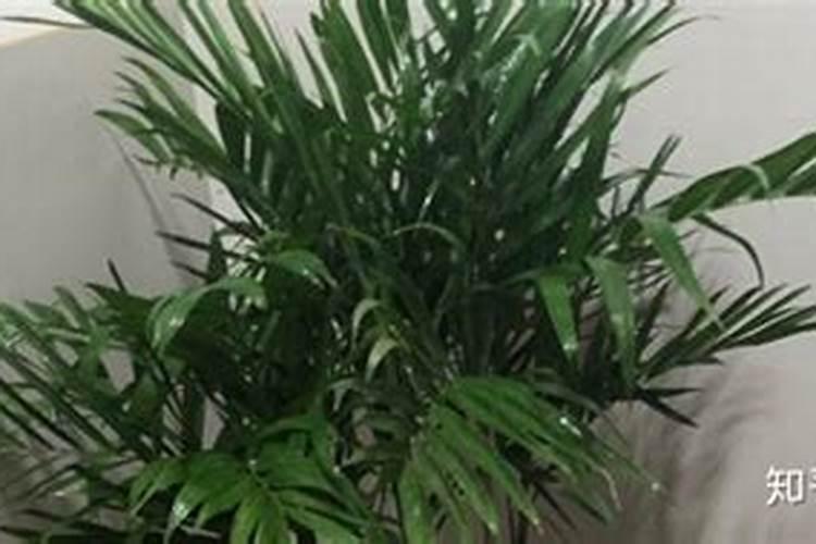 袖珍椰子浇什么肥料合适