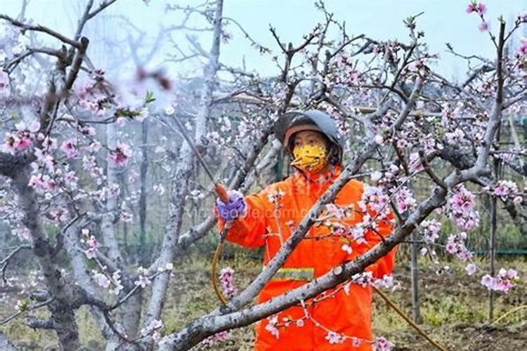 桃树施肥时间和方法