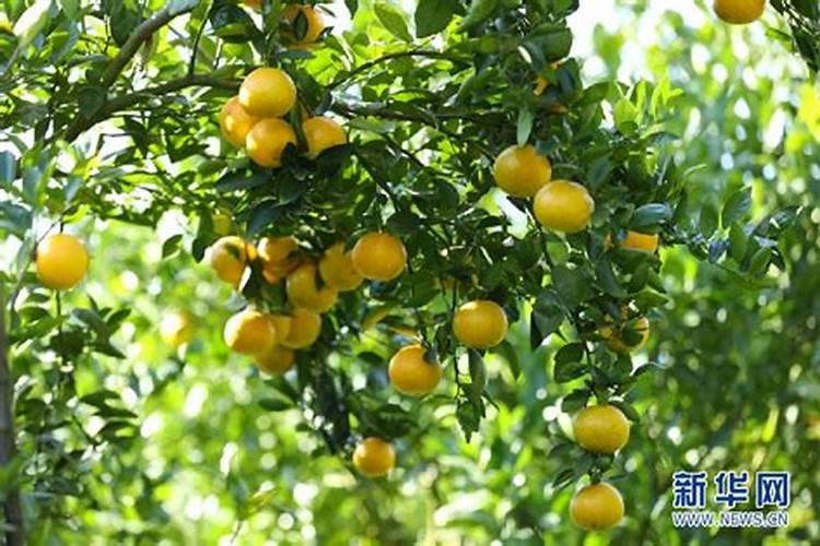 村宝网│柑橘生理性裂果的多种原因,果农要做好预防