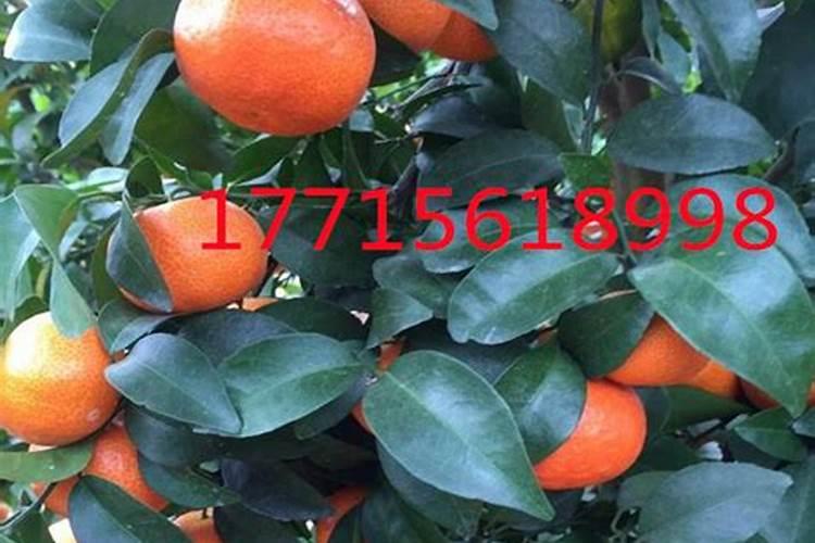 沙糖橘在各个生长阶段用什么复合肥