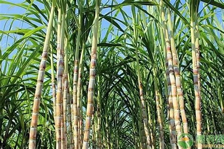 生菜散心剂是那种调节剂