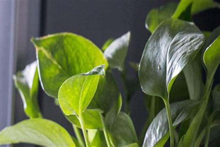 茶梅花怎么养殖？